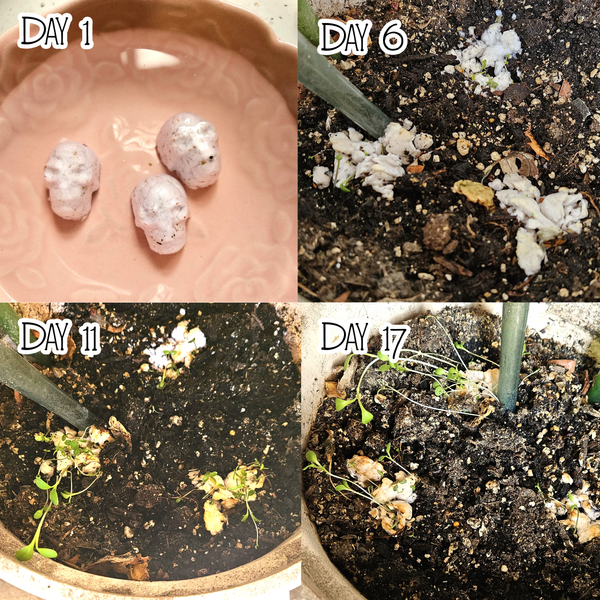 Single Red Plantable Paper Skull / Seedy Skull Seed Bomb / Recycled Paper Pulp Craft / Spring Summer Small Gift / Wild Flowers